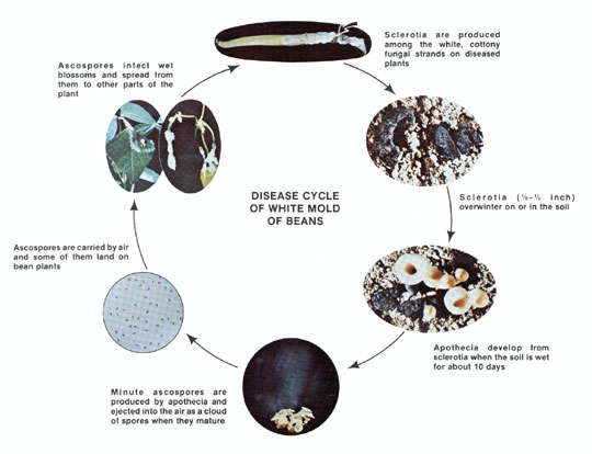 Mold Cycle