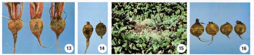 Beet Root Rot Photo Collage #4