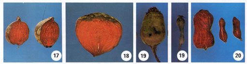 Beet Root Rot Photo Collage #5