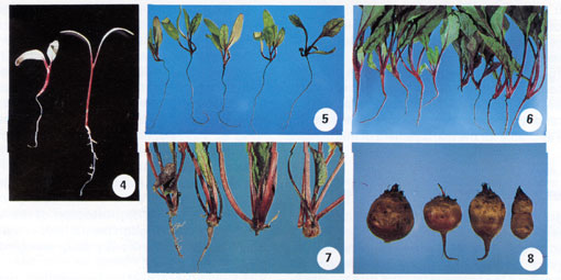 Beet Root Rot Photo Collage #2