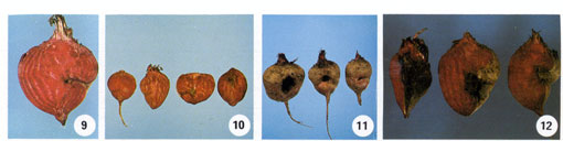 Beet Root Rot Photo Collage #3
