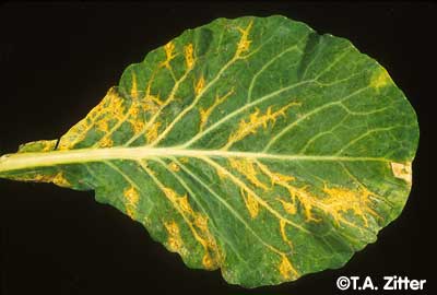 Cabbage Photo 1