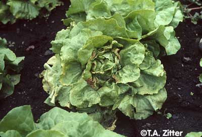 Lettuce Photo 4