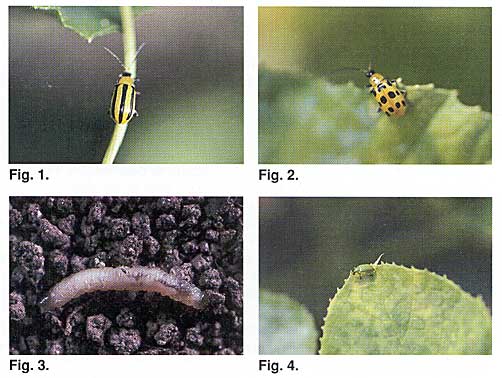Cucumber Beetles Photo Collage #1