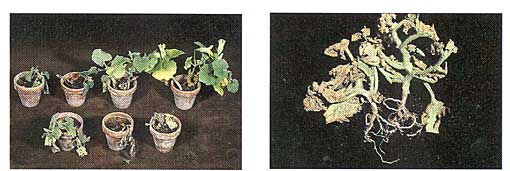 Fusarium Diseases of Cucurbits Photo Collage #2