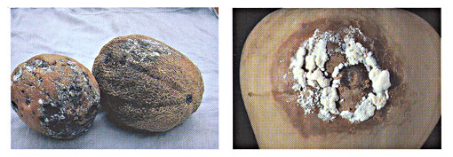 Fusarium Diseases of Cucurbits Photo Collage #4