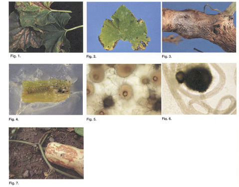 best fungicide for gummy stem blight