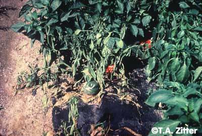 Pepper Plant Diseases