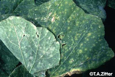 mildew powdery squash leaves cucurbits butternut crop winter gourds fig tnau agritech protection chlorotic lesions colonization match cornell ppath vegetablemdonline