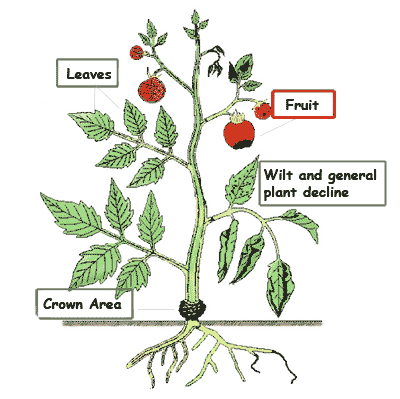 Tomato plant drawing