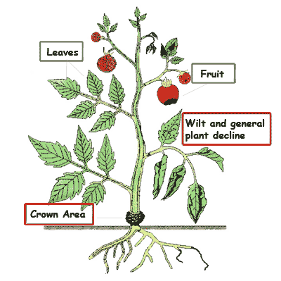 Tomato Growth Chart