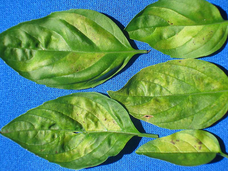 basil downy mildew