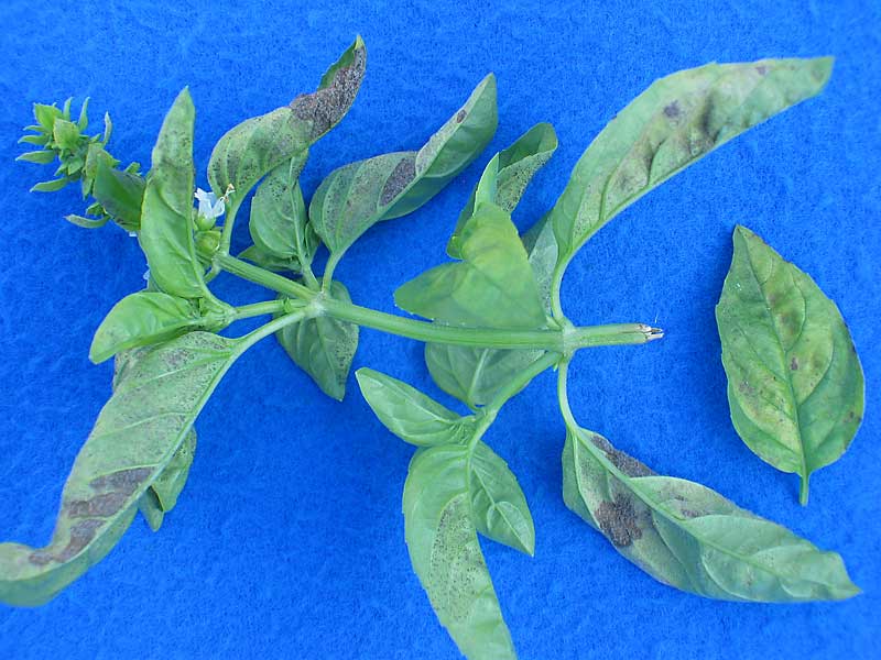 basil downy mildew