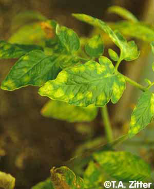 leaf mold