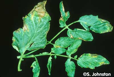 Tomato Bacterial Canker 1