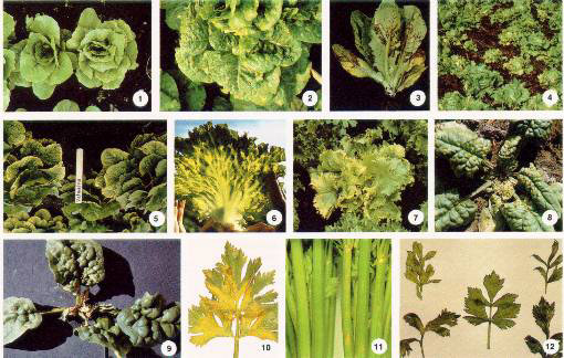 vegetable information