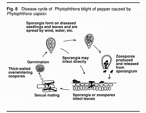 Disease Cycle of Phytophthora 