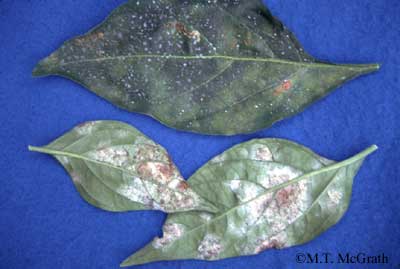 White spores of powdery mildew affecting pepper develop only on the 