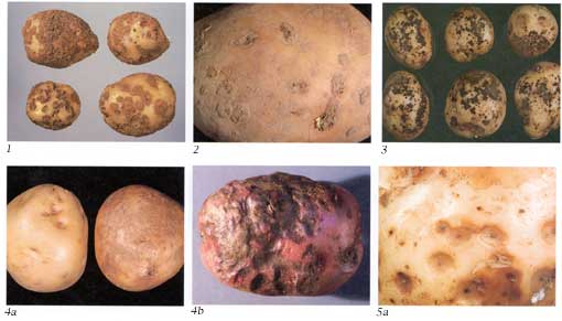 Potato Defects Chart