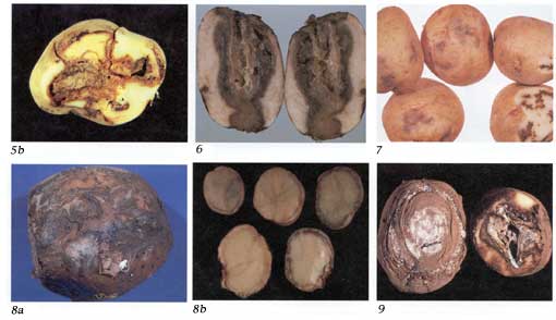 Potato Defects Chart