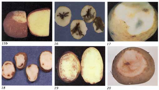 Potato Defects Chart