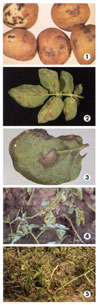 early blight potato diseases