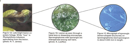 late blight disease cycle