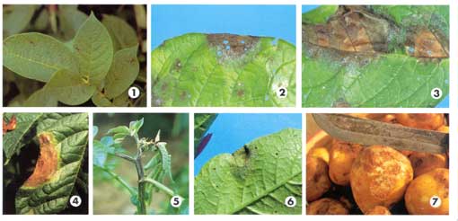 potato late blight fact sheet washington state university