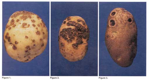 How can you find pictures of potato disease?