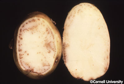 How can you find pictures of potato disease?