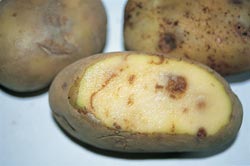 How can you find pictures of potato disease?