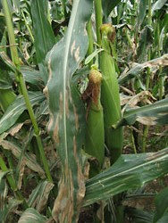 northern corn leaf blight