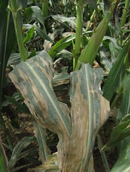 northern corn leaf blight