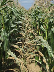 northern corn leaf blight