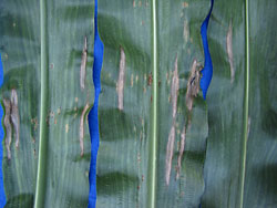 northern corn leaf blight and rust