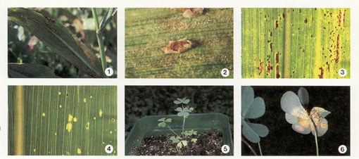 Common Rust Of Sweet Corn Fact Sheet