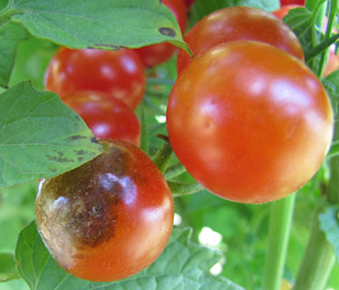 Jasper tomato