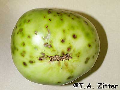 alfalfa mosaic virus