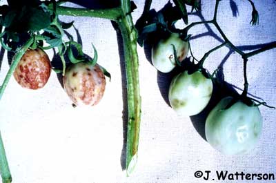 alfalfa mosaic virus
