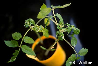 tomato apical stunt