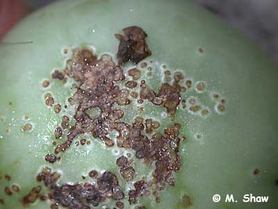 tomato bacterial canker