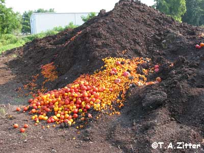 tomato bacterial canker