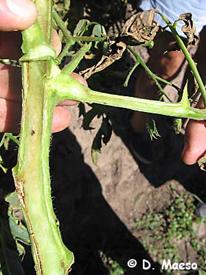 bacterial canker on tomato