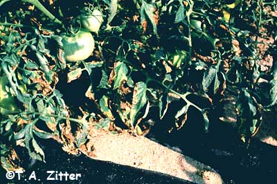 Bacterial Canker of tomato