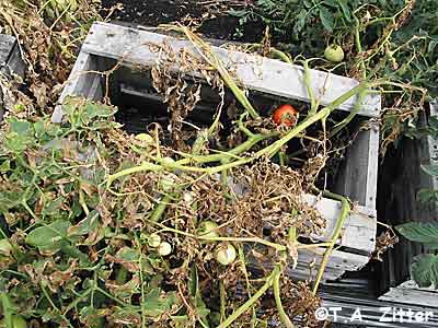 Bacterial Canker of tomato