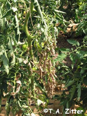 Bacterial Canker of tomato