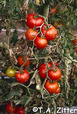 tomato bacterial canker