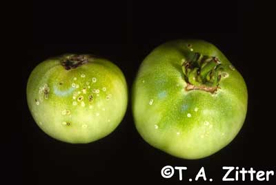 tomato bacterial canker