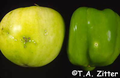 tomato bacterial canker