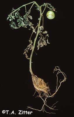 Bacterial crown gall on tomato